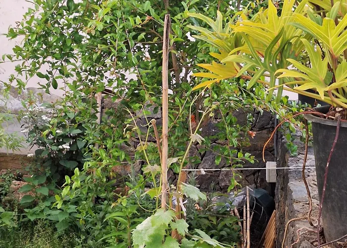 La Bodega. Tacoronte